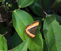 NYMPHALIDAE, Adelpha cytherea